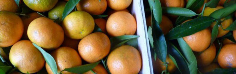 Les agrumes