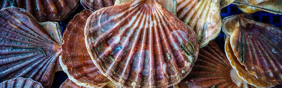 Les coquilles Saint-Jacques