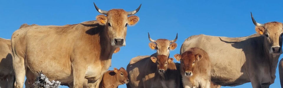 Les viandes bovines