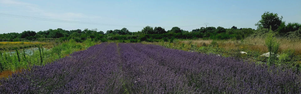 Les huiles essentielles
