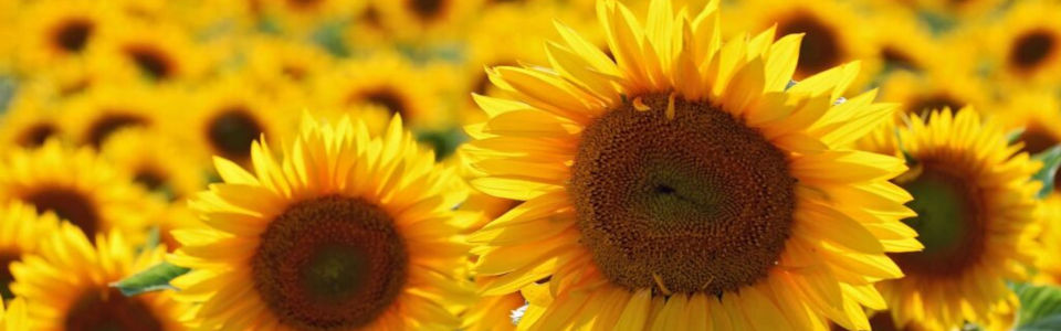 Les huiles alimentaires